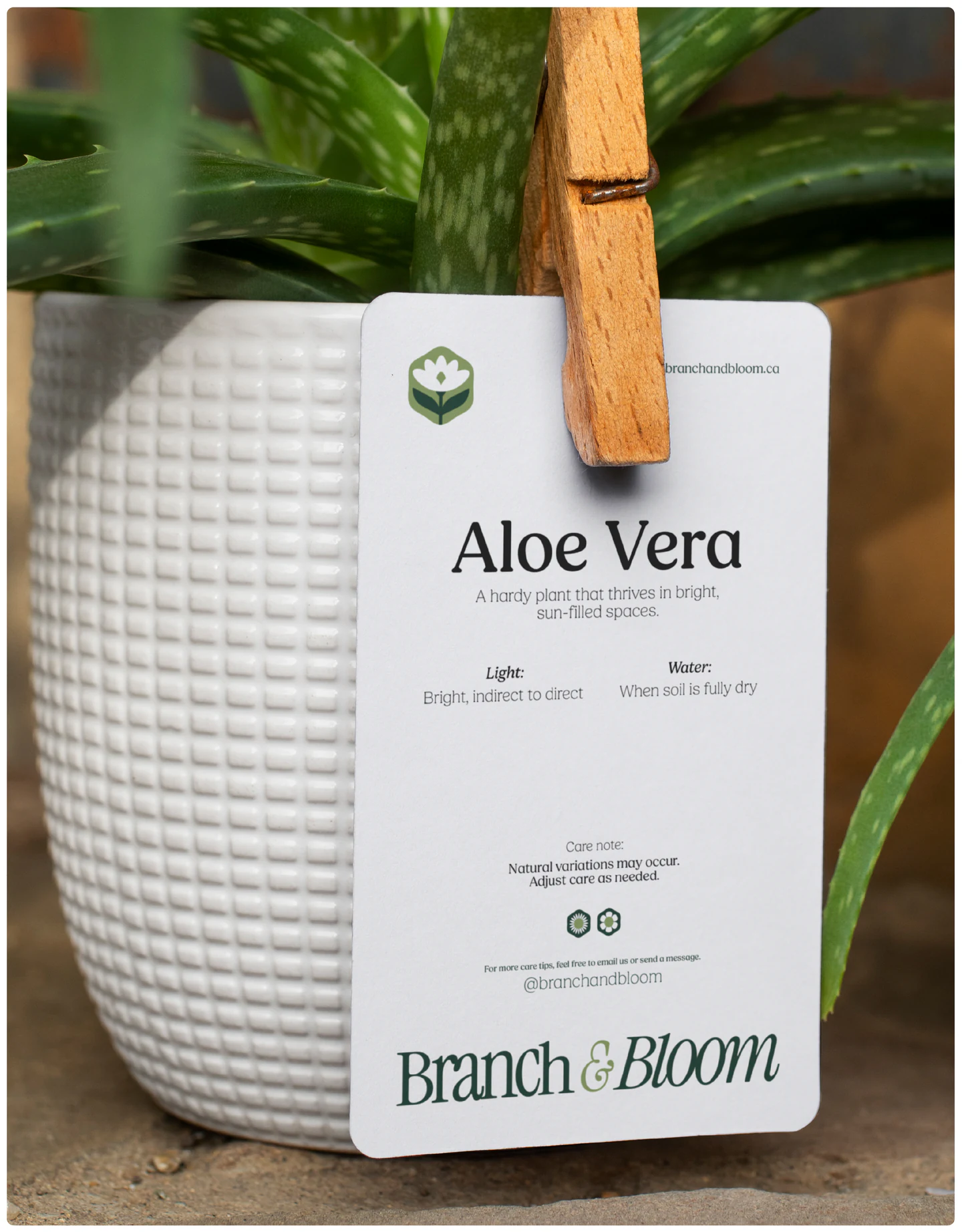 A clothes-peg plant tag on an aloe vera