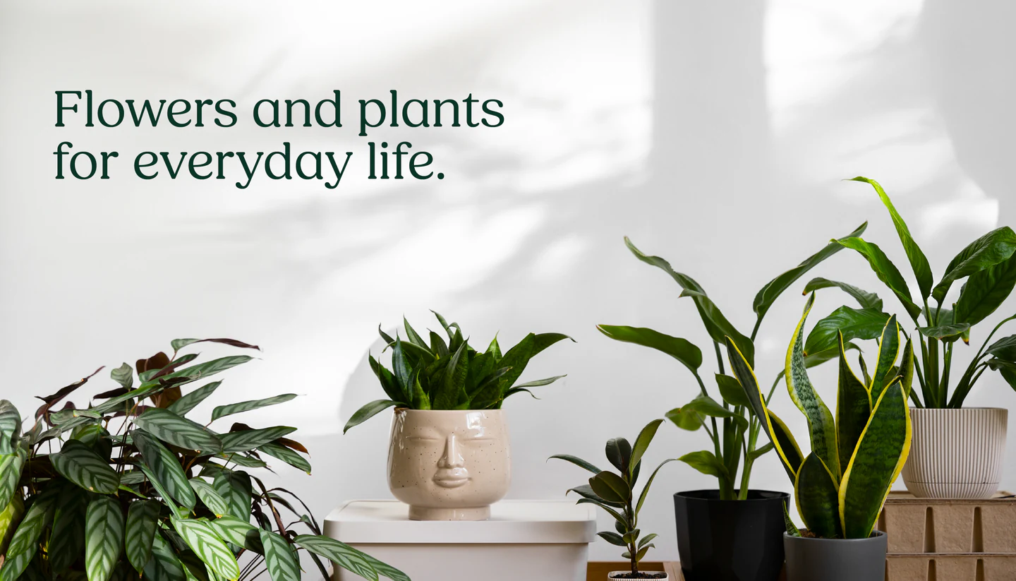 Headline over a shelf of house plants