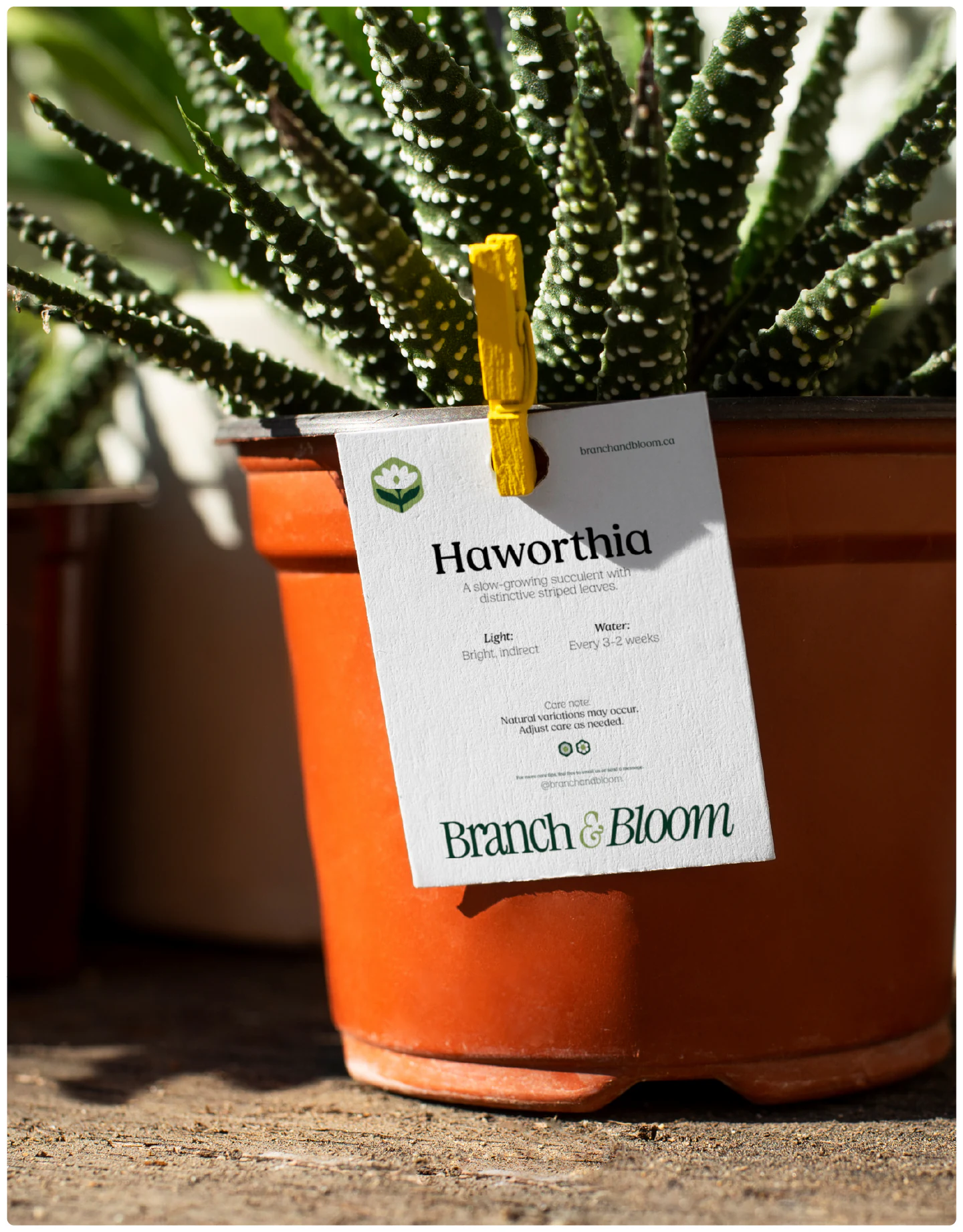 A clothes-peg plant tag on a Haworthia