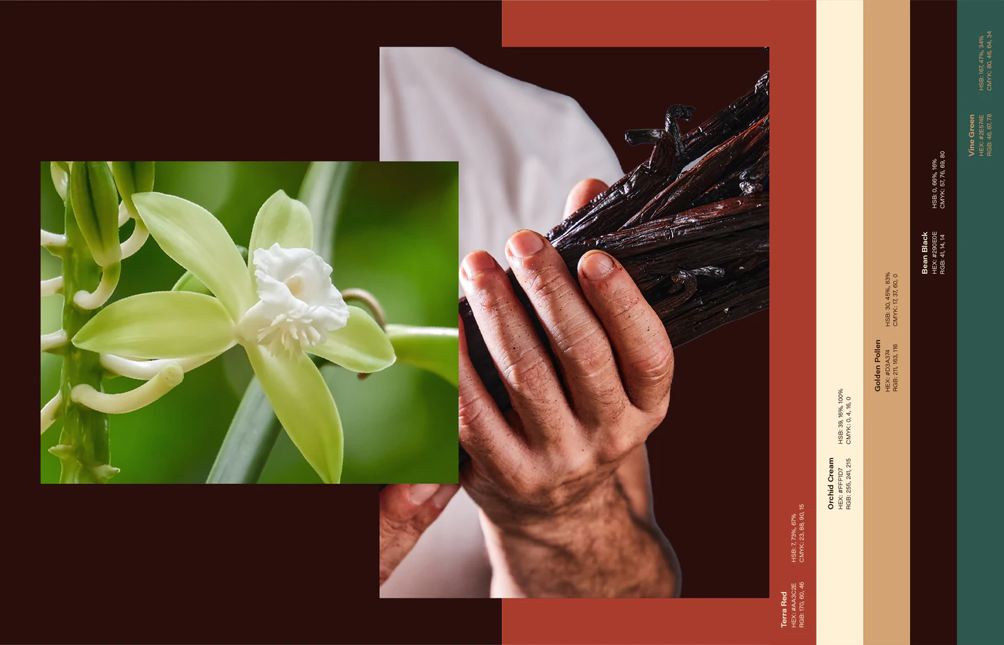 A hand holding cured vanilla pods beside the flower